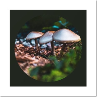 Wild Mushrooms Photograph Posters and Art